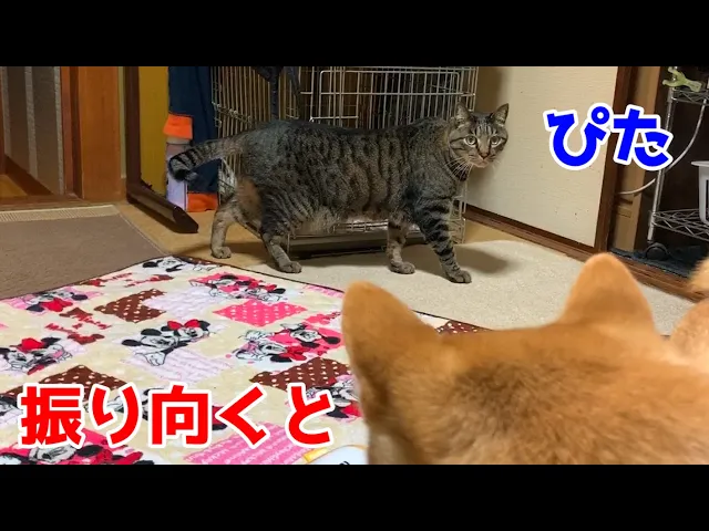 柴犬が振り向くと猫がぴたっ!shiba inu